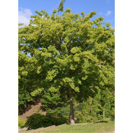 ACER buergerianum (Érable de buerger, érable à écorce de dragon, érable trifide, érable trident)