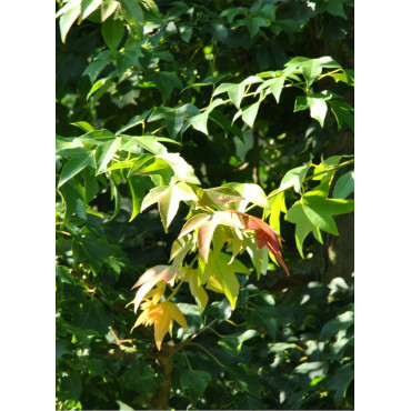 ACER buergerianum (Érable de Buerger)