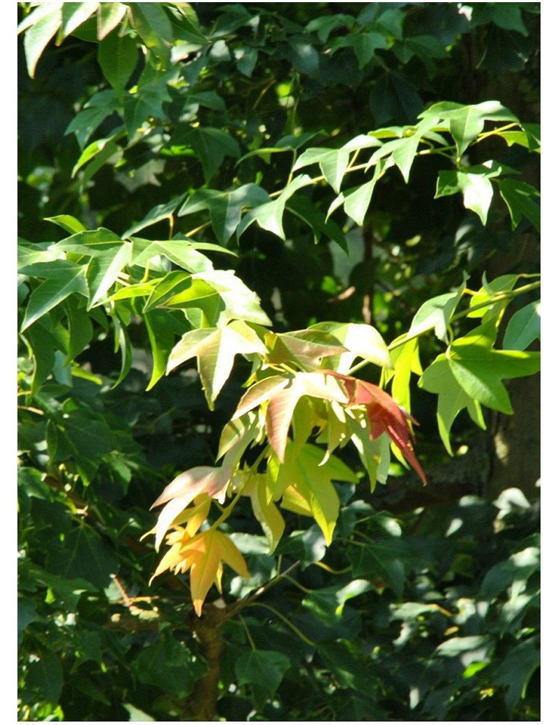 ACER buergerianum (Érable de Buerger)