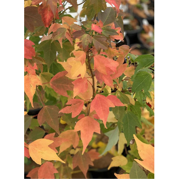 ACER buergerianum (Érable de Buerger)1