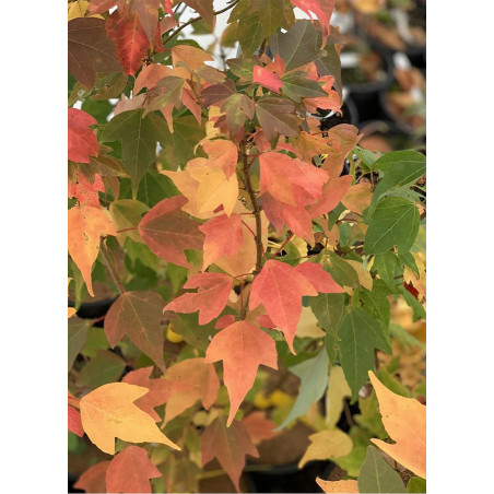 ACER buergerianum (Érable de buerger, érable à écorce de dragon, érable trifide, érable trident)