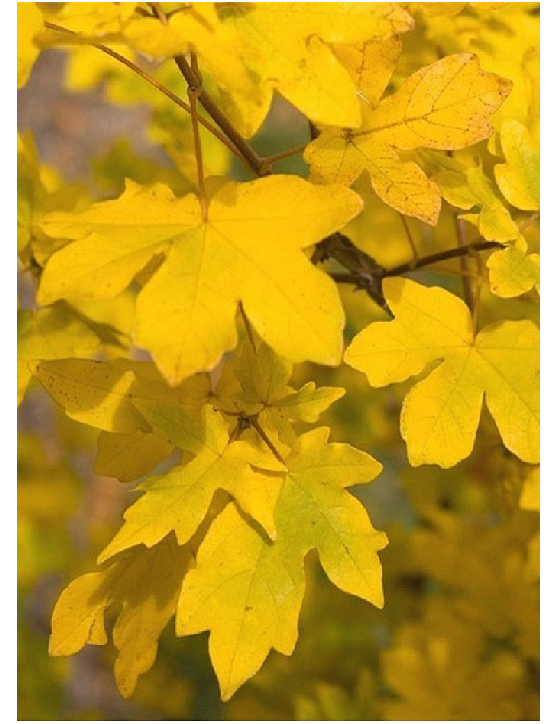 ACER campestre1 ACER campestre1