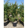 ACER campestre En pot de 25-30 litres buisson hauteur 175-200 cm