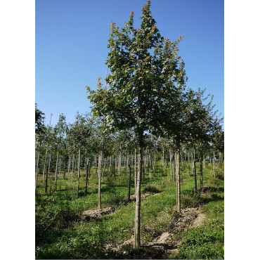 ACER campestre forme tige hauteur du tronc 180-200 cm