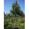 ACER campestre forme tige hauteur du tronc 180-200 cm