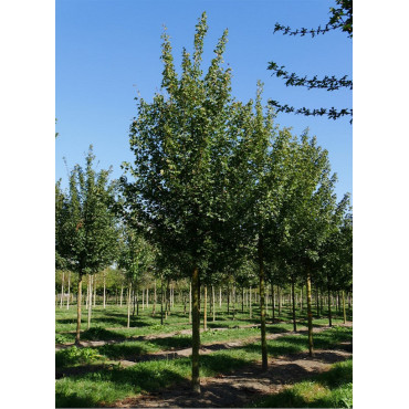 ACER campestre forme tige hauteur du tronc 180-200 cm1