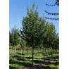 ACER campestre forme tige hauteur du tronc 180-200 cm1