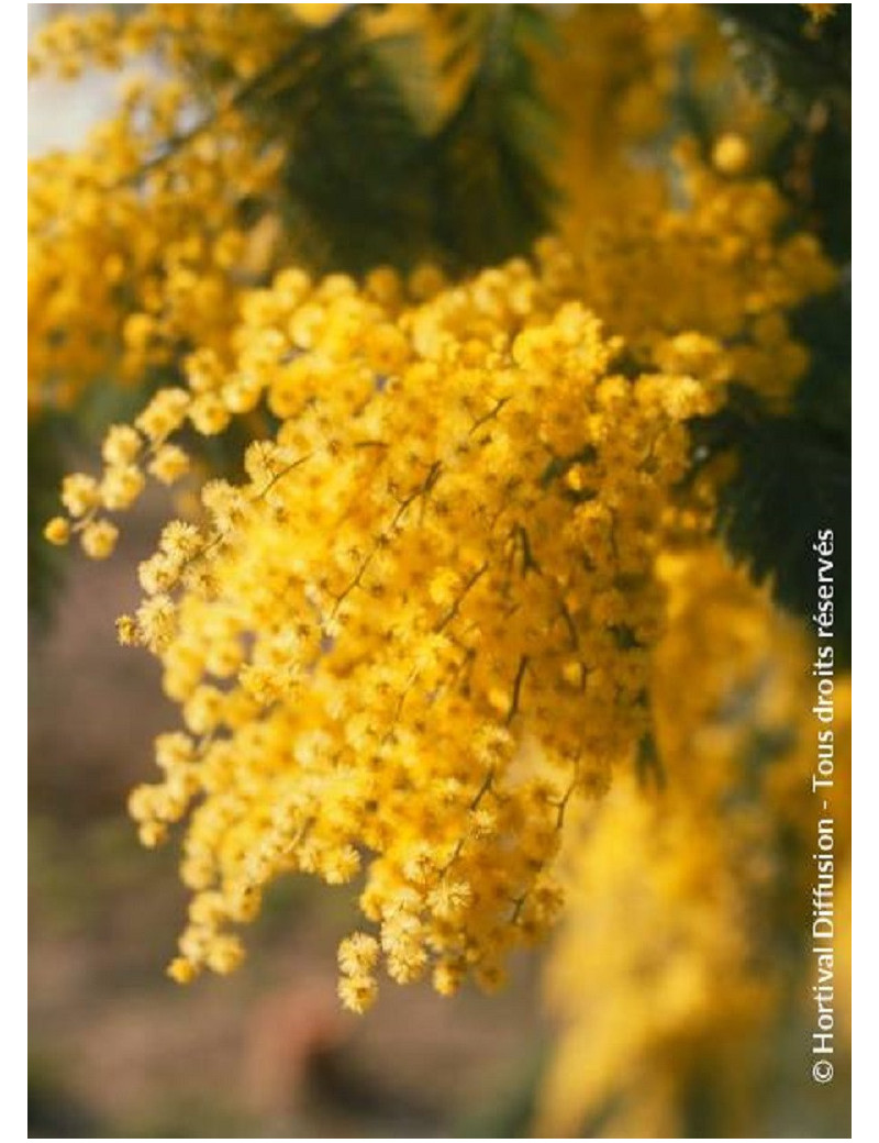 ACACIA DEALBATA (MIMOSA D'HIVER ARGENTÉ)