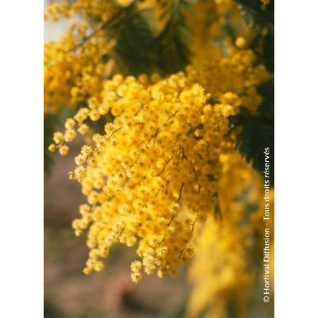 ACACIA DEALBATA (MIMOSA D'HIVER ARGENTÉ)