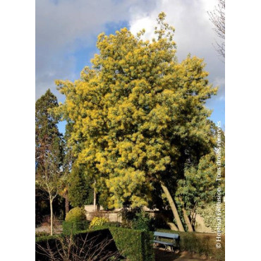 ACACIA DEALBATA (MIMOSA D'HIVER ARGENTÉ)1