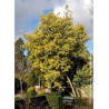 ACACIA dealbata