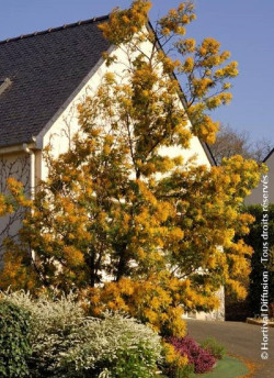 mimosa-dhiver-bon-accueil-acacia-dealbata-bon-accueil.jpg