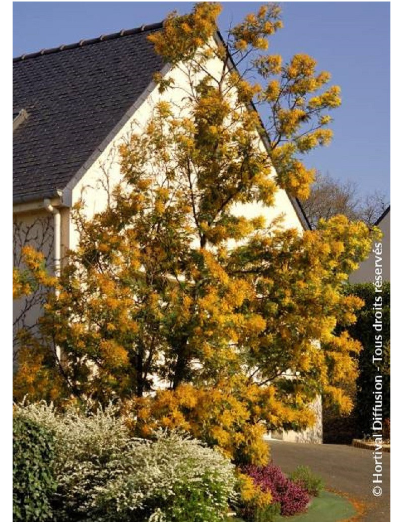 ACACIA DEALBATA (MIMOSA D'HIVER ARGENTÉ)2