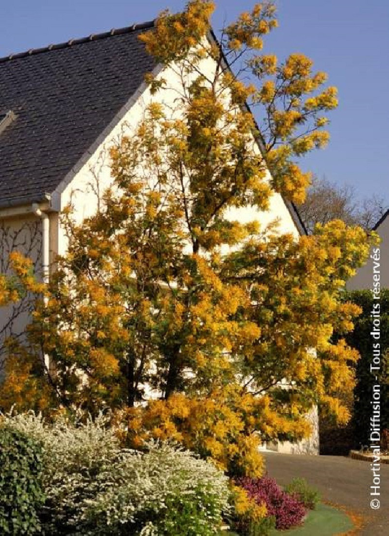 mimosa-dhiver-bon-accueil-acacia-dealbata-bon-accueil.jpg