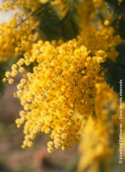 mimosa-dhiver-bon-accueil-acacia-dealbata-bon-accueil-1.jpg