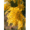 ACACIA DEALBATA (MIMOSA D'HIVER ARGENTÉ)