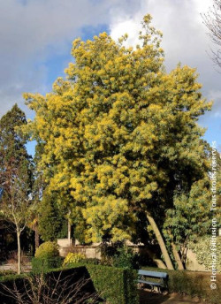 mimosa-dhiver-bon-accueil-acacia-dealbata-bon-accueil-2.jpg