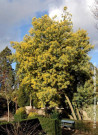 mimosa-dhiver-bon-accueil-acacia-dealbata-bon-accueil-2.jpg