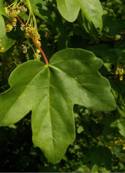 erable-champetre-elsrijk-acer-campestre-elsrijk-1.jpg