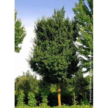 ACER ELSRIJK