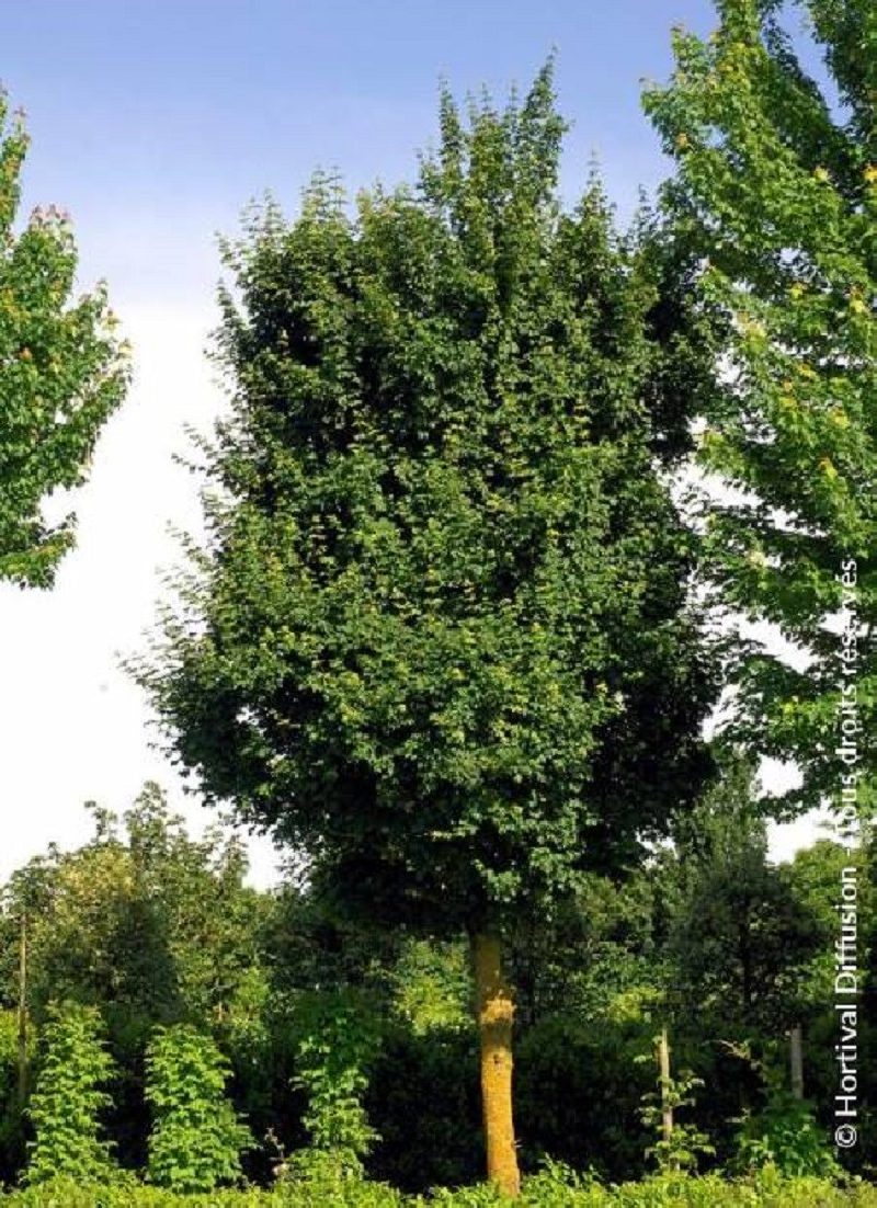 erable-champetre-elsrijk-acer-campestre-elsrijk.jpg