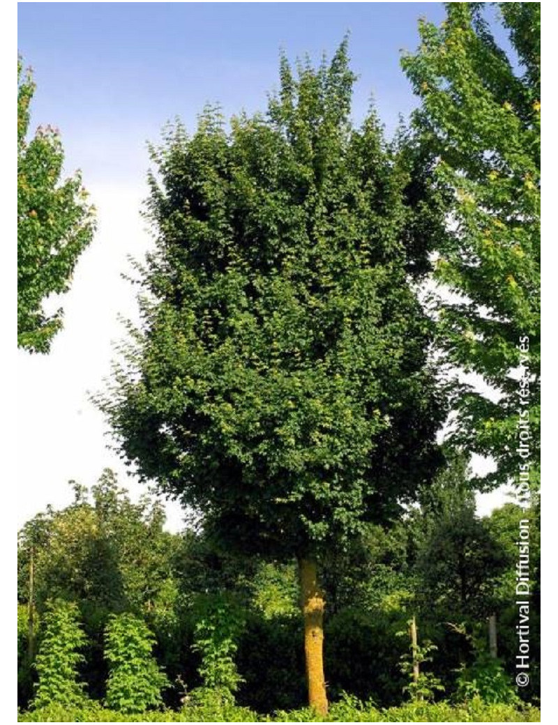ACER ELSRIJK