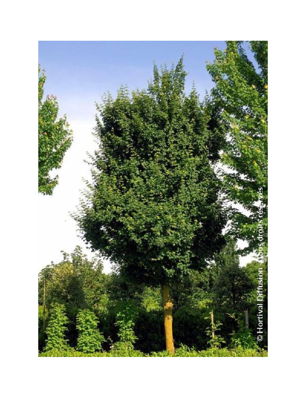 ACER ELSRIJK