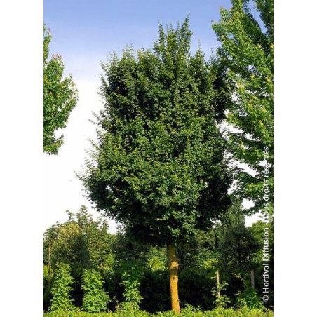 ACER ELSRIJK