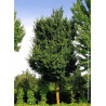 ACER ELSRIJK