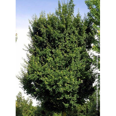 ACER ELSRIJK