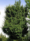 erable-champetre-elsrijk-acer-campestre-elsrijk-2.jpg