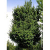 ACER ELSRIJK