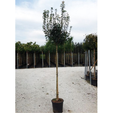 ACER campestre NANUM (Érable champêtre nain) En pot de 25-30 litres tige hauteur du tronc 180-190 cm - circonférence du tronc 08