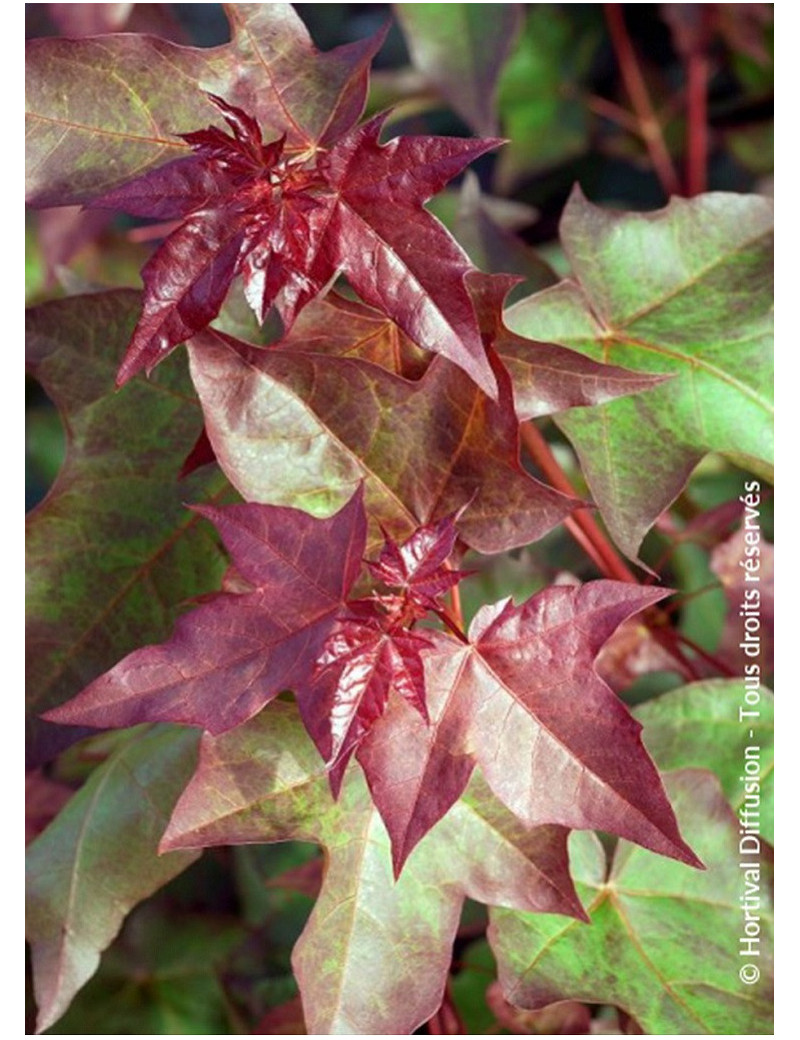 ACER cappadocicum RUBRUM (Érable de Cappadoce Rubrum)