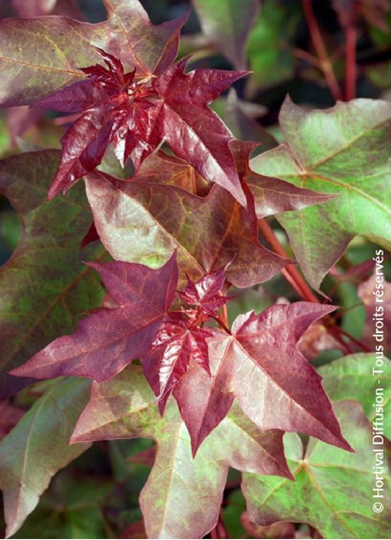 ACER cappadocicum RUBRUM