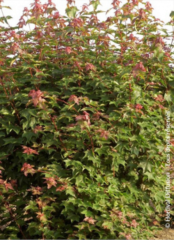 erable-de-cappadoce-rubrum-acer-cappadocicum-rubrum-1.jpg