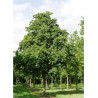 ACER cappadocicum RUBRUM