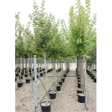 ACER davidi En pot de 35-50 litres tige hauteur du tronc 190-210 cm circonférence du tronc 12-14 cm