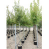 ACER davidi En pot de 35-50 litres tige hauteur du tronc 190-210 cm circonférence du tronc 12-14 cm
