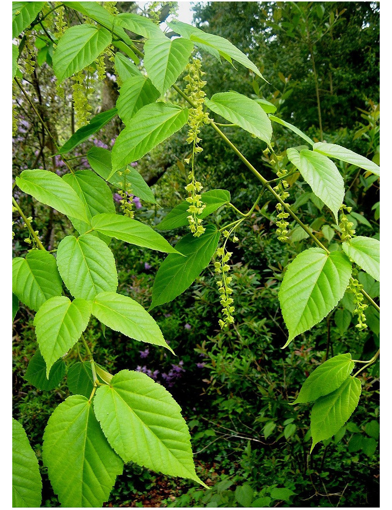 ACER davidii (Érable du Père David ou Érable à peau de serpent)1