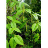 ACER davidii