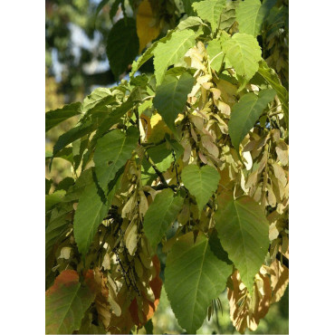 ACER davidii (Érable du Père David ou Érable à peau de serpent)2