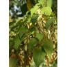 ACER davidii