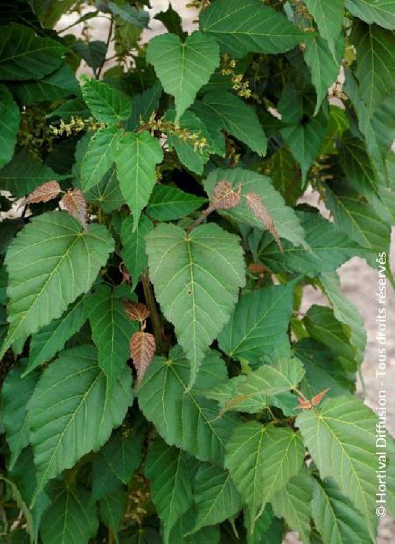 erable-de-david-viper-acer-davidii-viper.jpg