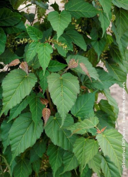 erable-de-david-viper-acer-davidii-viper.jpg