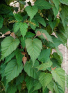 erable-de-david-viper-acer-davidii-viper.jpg