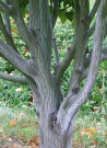 erable-de-david-viper-acer-davidii-viper-1.jpg