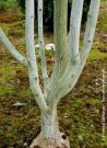 erable-de-david-viper-acer-davidii-viper-2.jpg