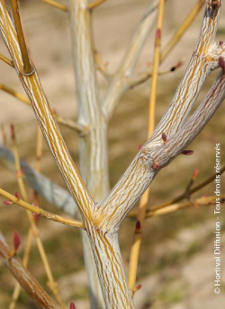 erable-de-david-viper-acer-davidii-viper-3.jpg