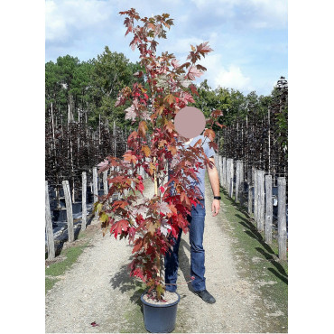 ACER freemanii ARMSTRONG (Érable rouge) En pot de 15-20 litres forme baliveau hauteur 150-200 cm